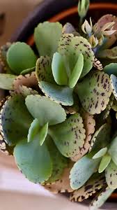 Image result for Kalanchoe marmorata
