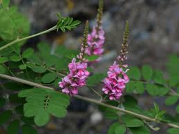 Image result for Indigofera microcarpa