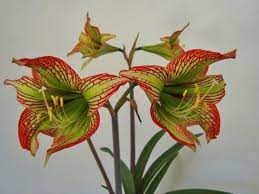 Pin On Hippeastrum Species