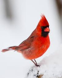 Birds Of Eastern Panhandle Wv Birds Birding Trips And Birdwatching Tours In State Of West Virginia Fat Birder