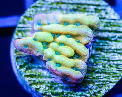 World Wide Corals Cyber Monday Live Sale Megabytes Of Markdowns World Wide Corals Sps Coral Reef Tank
