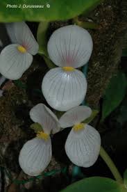 Image result for Begonia ampla