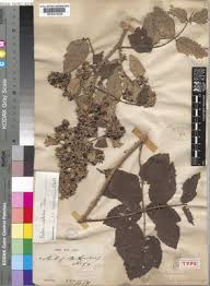 Image result for Rubus apetalus