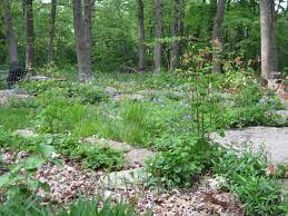Ground covers of low oregon grape, vanilla leaf, bleeding heart, fringecup and foam flower can tolerate dry shade but with a little more moisture you can also. Woodland Gardens Are A Great Solution For Shadier Areas Of Your Yard Plants Native Plants Native Plant Gardening