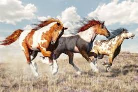 American paint horses are known for their colorful coat pattern and stock horse body type. 100 Paint Horse Names As Distinctive As Your Horse Lovetoknow