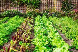 Check your local zone's recommendations for timing but know that lettuce won't germinate or grow if the soil is warmer than 80 degrees. Growing Spring Vegetables In Texas Jc S Landscaping
