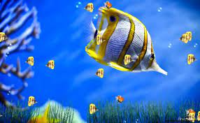 Download Aquarium Live Wallpaper For Windows Xp Wallppapers Gallery Computer Wallpaper Desktop Wallpapers Animated Wallpaper For Pc Live Wallpaper For Pc