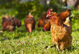 Having a few backyard chickens clucking around the garden is all the rage. The Benefits Of Backyard Chickens Planet Natural