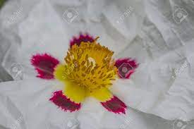 The work was sold in may 2007 by sotheby's on behalf of david rockefeller to the royal family of qatar; Macro Photo Of A White Flower With A Pink And Yellow Center Flower Photography Stock Photo Picture And Royalty Free Image Image 33876277