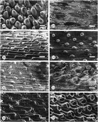 Image result for Brachyachne patentiflora