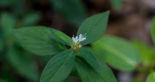 Image result for Spermacoce ocymoides