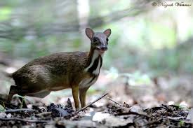 It is not found in the southeast united states. Indian Mouse Deer Chevrotain Chorla Ghat Is A Nature Destination