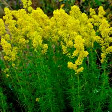 Image result for Galium verum