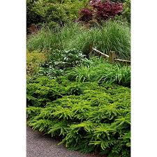 Monrovia Emerald Spreader Japanese Yew Foundation Hedge Shrub In Pot Lowes Com Japanese Yews Hedges Yew Shrub