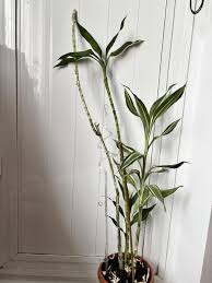 Image result for Dracaena sanderiana