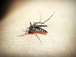 Demam denggi akan menjadi lebih. Lima Cara Untuk Melindungi Diri Anda Daripada Jangkitan Denggi Prudential Bsn Takaful