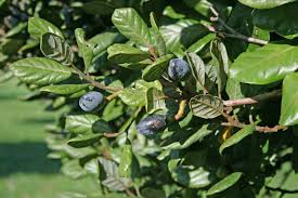 Image result for Beilschmiedia michelsonii