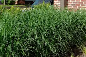 Image result for Aizoon virgatum