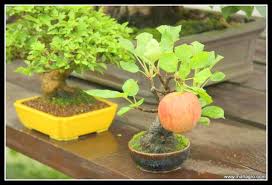 Can You Grow Fruits On Bonsai Trees Mahagro