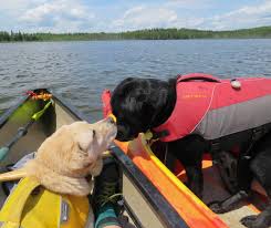 The kayak has a removable skeg, which makes it the best kayak for dogs to ride for a long distance. Tips For Canoeing Or Kayaking With Dogs Plan A Safe And Fun Adventure