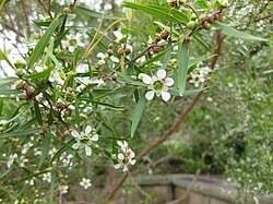 Image result for Leptospermum petersonii