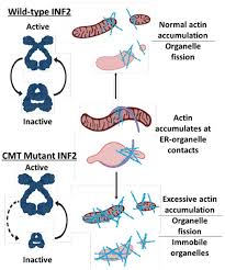 Higgs domino island is a domino game in indonesia with the greatest local qualities. Frontiers Impaired Mitochondrial Mobility In Charcot Marie Tooth Disease Cell And Developmental Biology