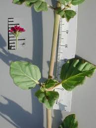 Image result for Boerhavia coccinea