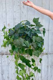 Image result for Hedera