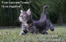 Короткие стихи про кошек в картинках