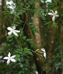 Pichi Flower Google Search Flowers White Flowers Plants