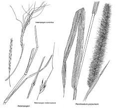 Image result for Diheteropogon filifolius