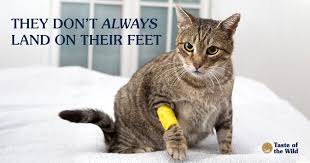 Make sure you also examine its nails my cat is limping right now, but all the vets are closed and they only open next morning, is that okay? Cruciate Ligament Ruptures In Cats Taste Of The Wild