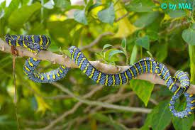 Boiga Dendrophila Reptiles And Amphibians Reptiles Snake