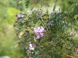 Image result for Virgilia