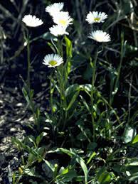 Image result for Erigeron steudelii
