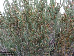 Image result for Halosarcia indica