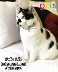 Cuenta la historia de la llegada de alfie, un gato de pelo gris a la calle edgar road. Pin En Varios
