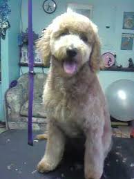 Our smeraglia english teddy bear goldendoodles have not become famous for lack of good reason. Cute Photos Of Happy Clients Laurel S Pet Grooming