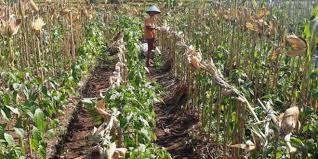 Maybe you would like to learn more about one of these? Tumpang Sari Cabai Dan Jagung Menguntungkan Petani Agrofarm