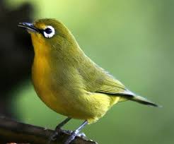 White Bird With Big Eyes Pin On Cardinals Birds