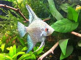 Black And White Striped Angelfish Leopard Angelfish Thread Blue Smokey Leopard Angelfish Angel Fish Tropical Fish Aquarium Coldwater Fish