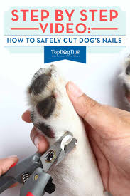 how to cut dog s nails correctly step