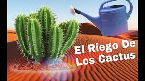 Y que yo sepa, hasta el momento, nadie ha investigado cuál es el mecanismo que le permite al nopal limpiar el agua o si hay otras plantas que puedan se puede implementar de distintas maneras, pero en la casa, la gente puede cocinar el cactus y usar el agua residual con el mucílago para desinfectar. El Riego De Los Cactus Youtube
