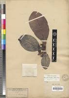 Image result for Terminalia brachystemma