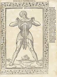 So yeah, i finalized the anatomy study, now is time to move on the next character (see skater dude sketches). Historical Anatomies On The Web Browse Titles