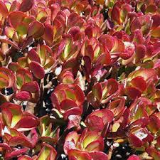 Birdies Raised Garden Beds Review Jade Plant Care Pruning Soil And Propagation Epic Gardening In 2020 Jade Plants Jade Plant Care Plants