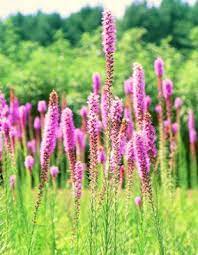 Our mixes of native missouri species provide color from early may into october and attract many kinds of wildlife. Native Plants Brightside St Louis