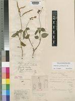 Image result for Streptocarpus glandulosissimus