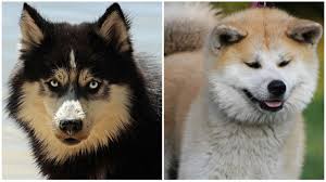 Chow Chow Tibetan Mastiff Dog Price Chow Chow Show Me A Tibetan Mastiff  Russian Mastiff Dog