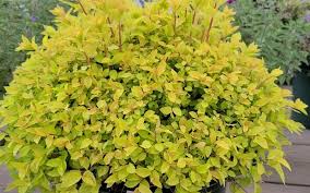 Image result for spirea japonica gold princess